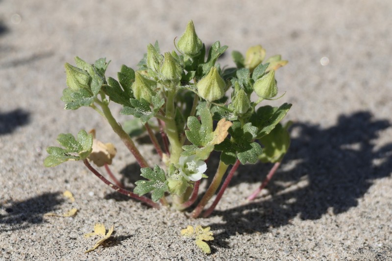 White Mallow photo 4
