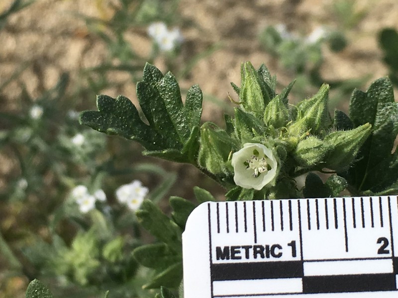 White Mallow photo 6