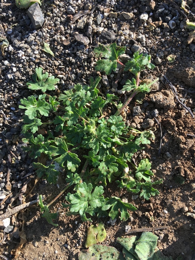 White Mallow photo 7
