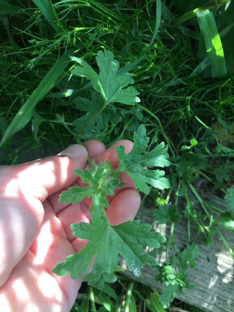 White Mallow photo 8