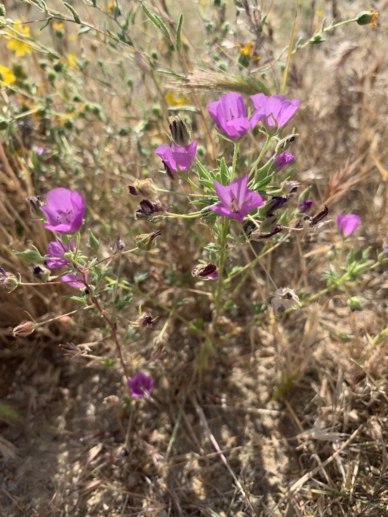 Parry's Mallow