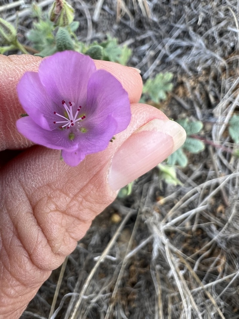 Parry's Mallow photo 2