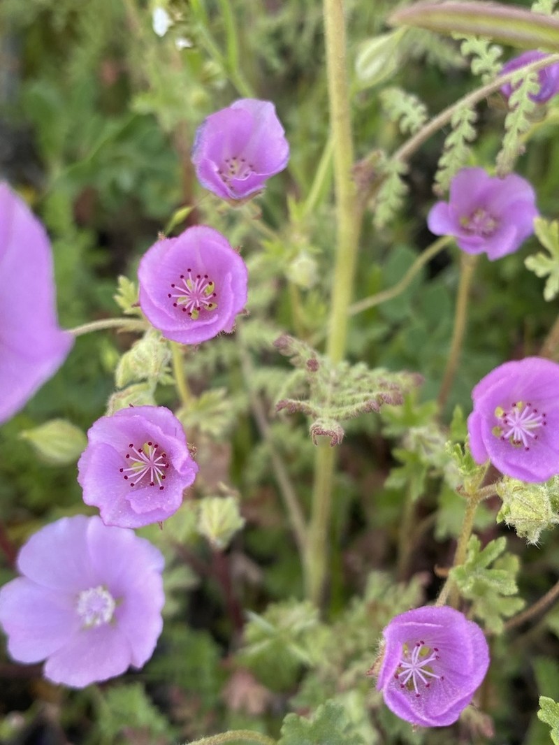 Parry's Mallow photo 3