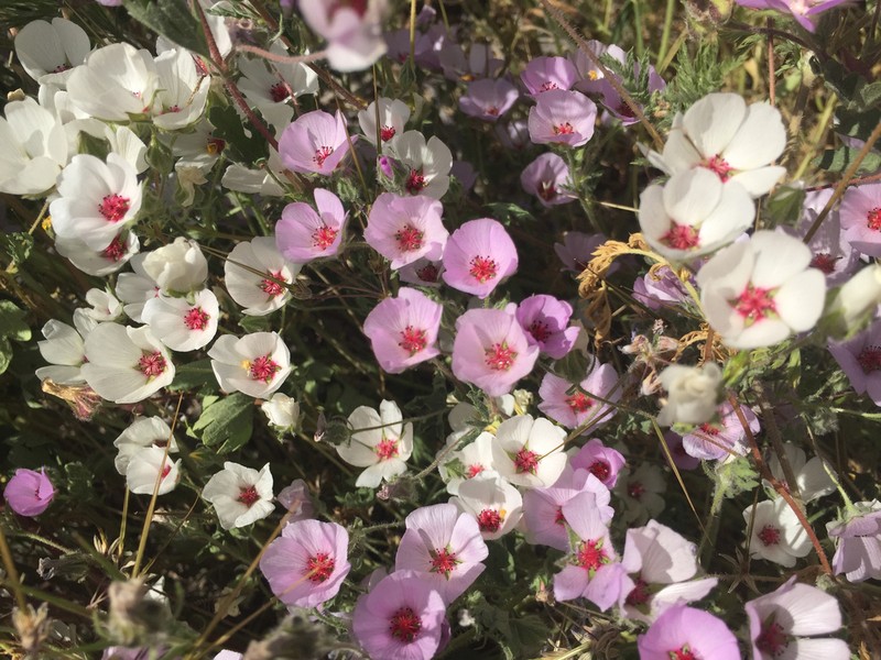 Parry's Mallow photo 4