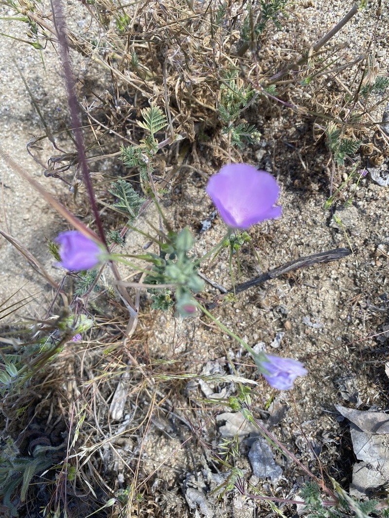 Parry's Mallow photo 5