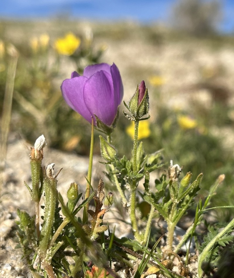 Parry's Mallow photo 6