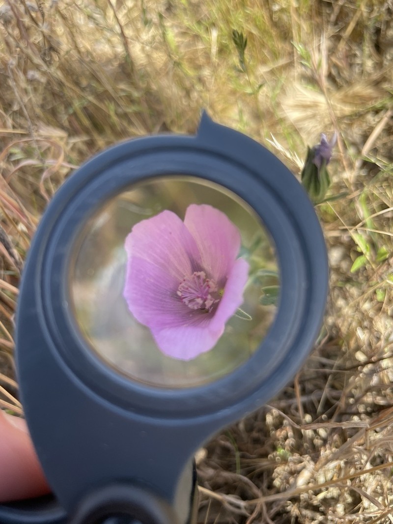 Parry's Mallow photo 7