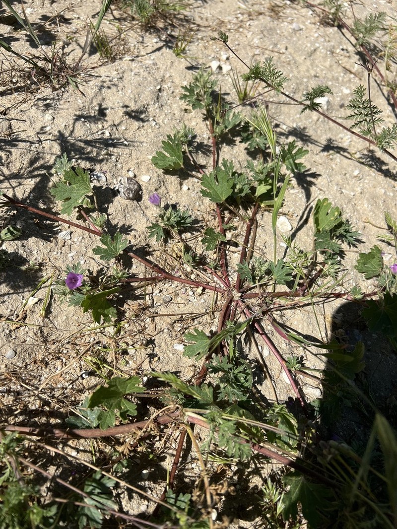 Parry's Mallow photo 8