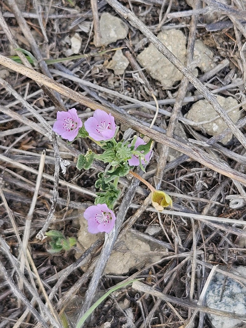 Eremalche parryi subsp. kernensis photo 6