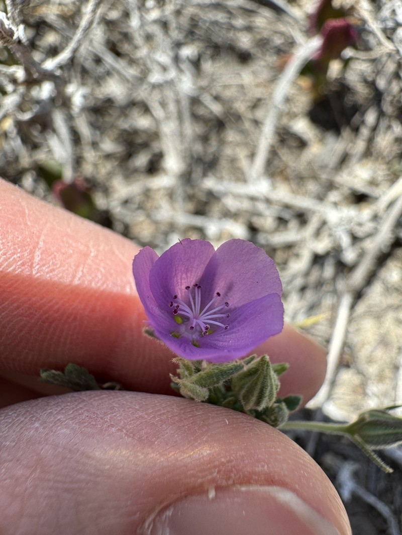 Eremalche parryi subsp. kernensis photo 8