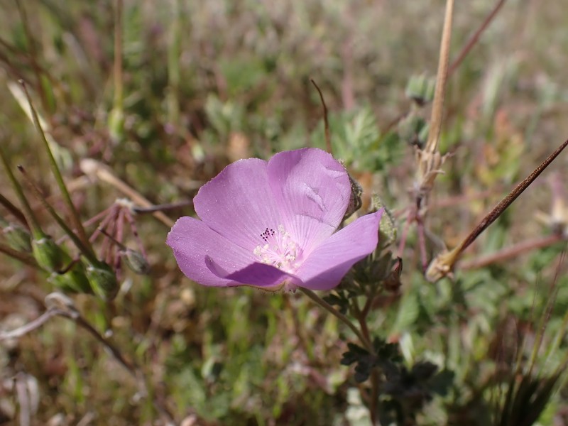 Eremalche parryi subsp. parryi