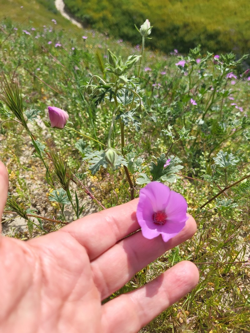 Eremalche parryi subsp. parryi photo 2