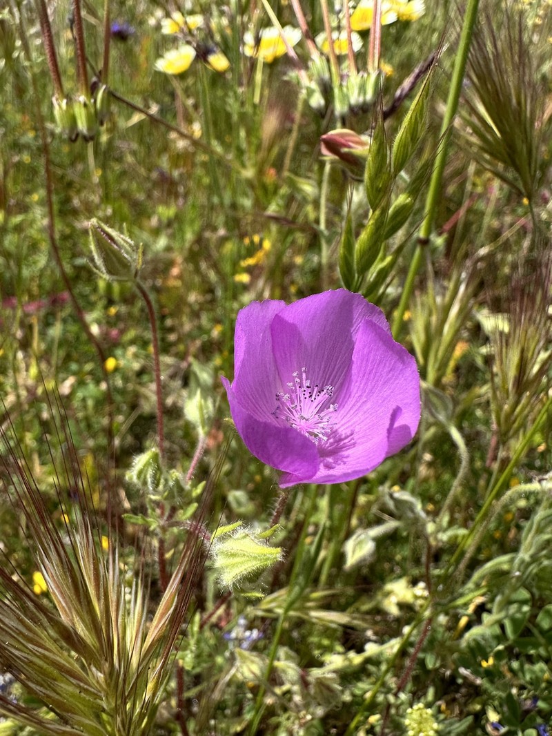 Eremalche parryi subsp. parryi photo 4