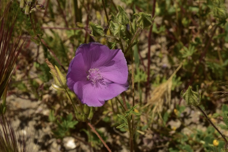 Eremalche parryi subsp. parryi photo 6