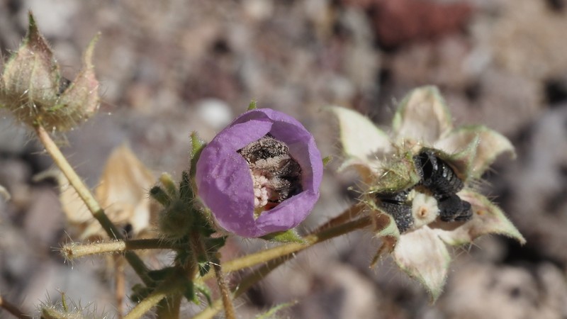 Desert Fivespot photo 2