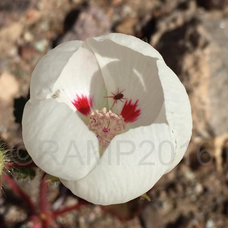 Desert Fivespot photo 3