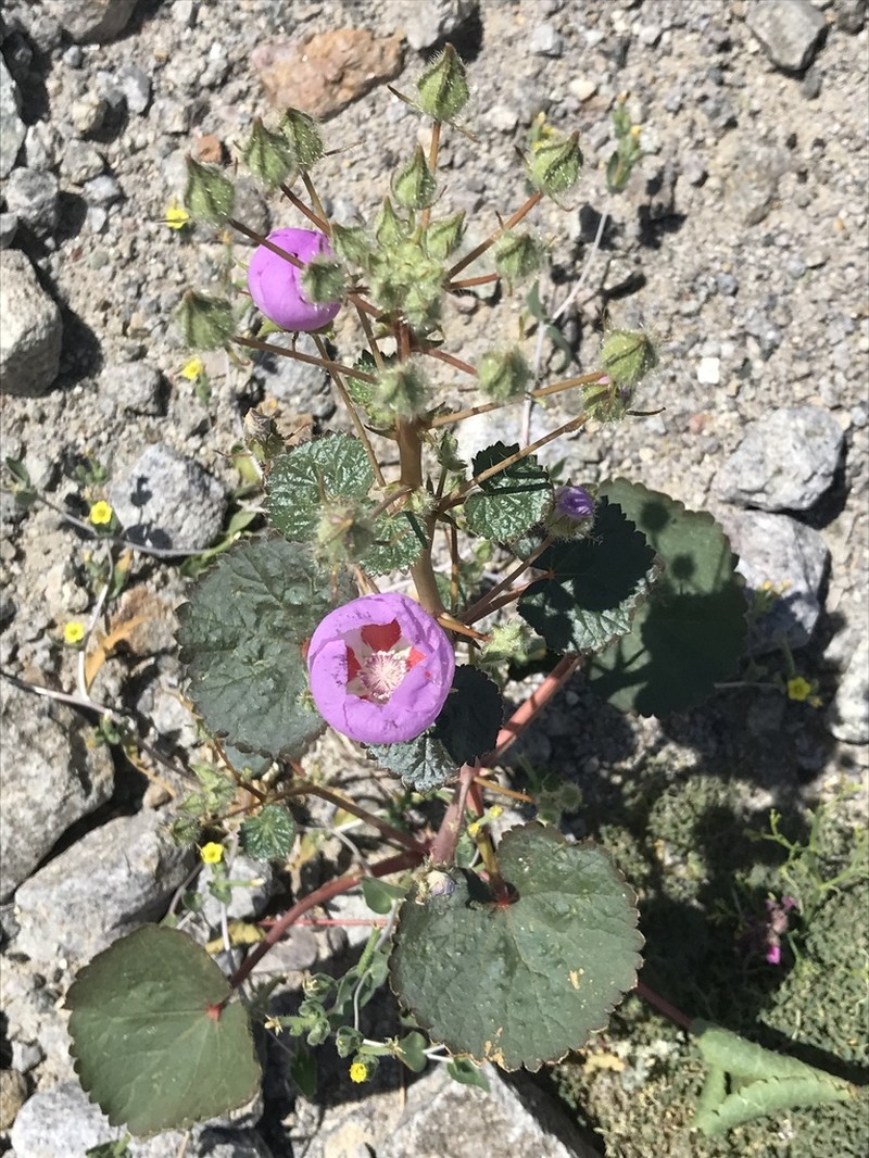 Desert Fivespot photo 4