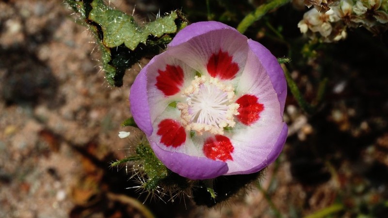 Desert Fivespot photo 5