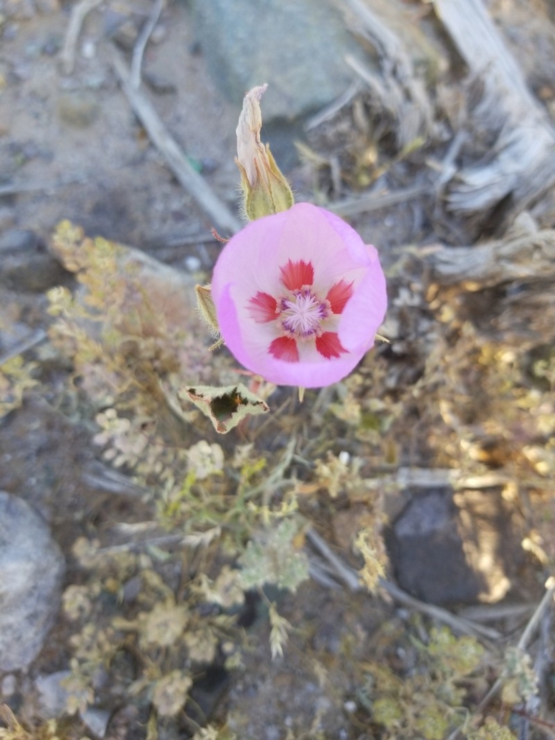 Desert Fivespot photo 6