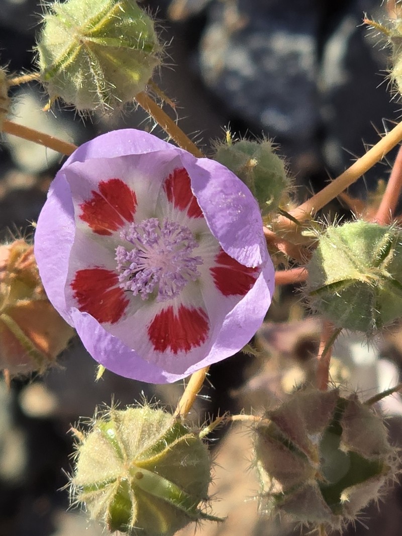 Desert Fivespot photo 7
