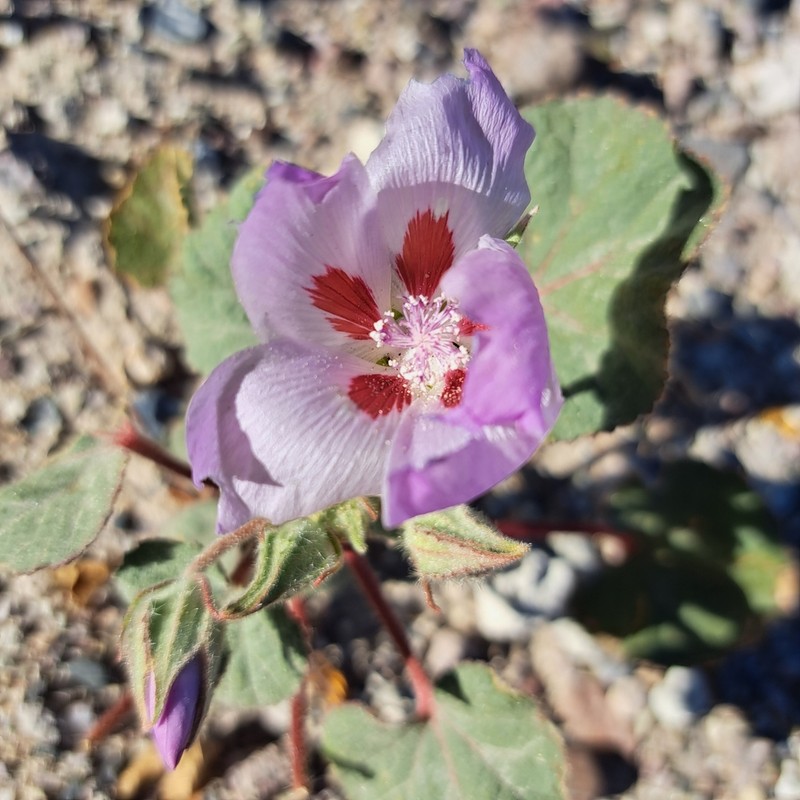 Desert Fivespot photo 8
