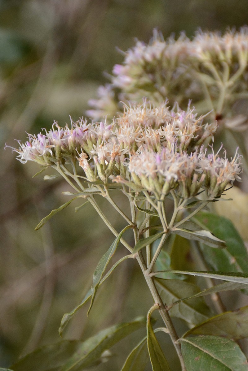 Eremanthus arboreus photo 2
