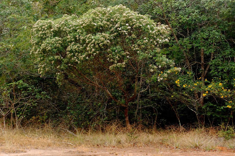 Eremanthus arboreus photo 3