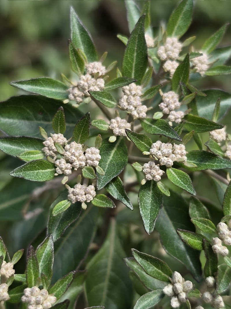 Eremanthus arboreus photo 4