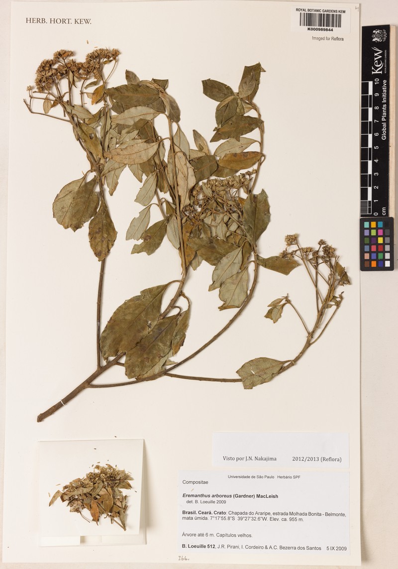 Eremanthus arboreus photo 5
