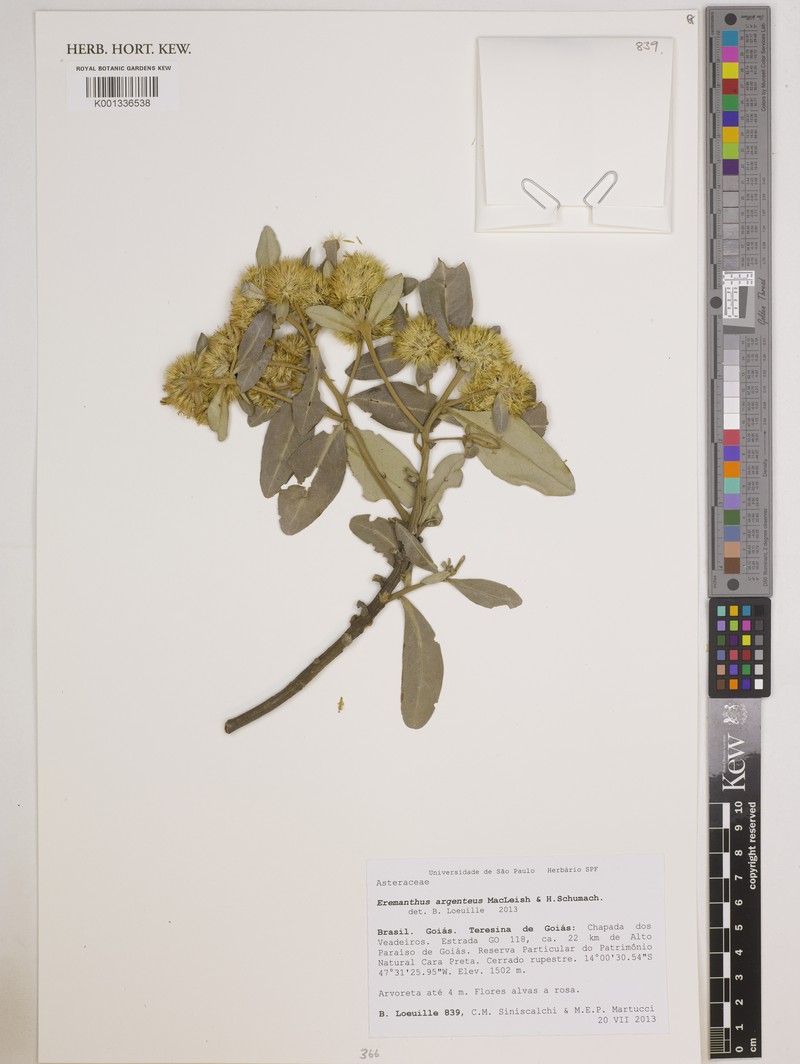 Eremanthus argenteus