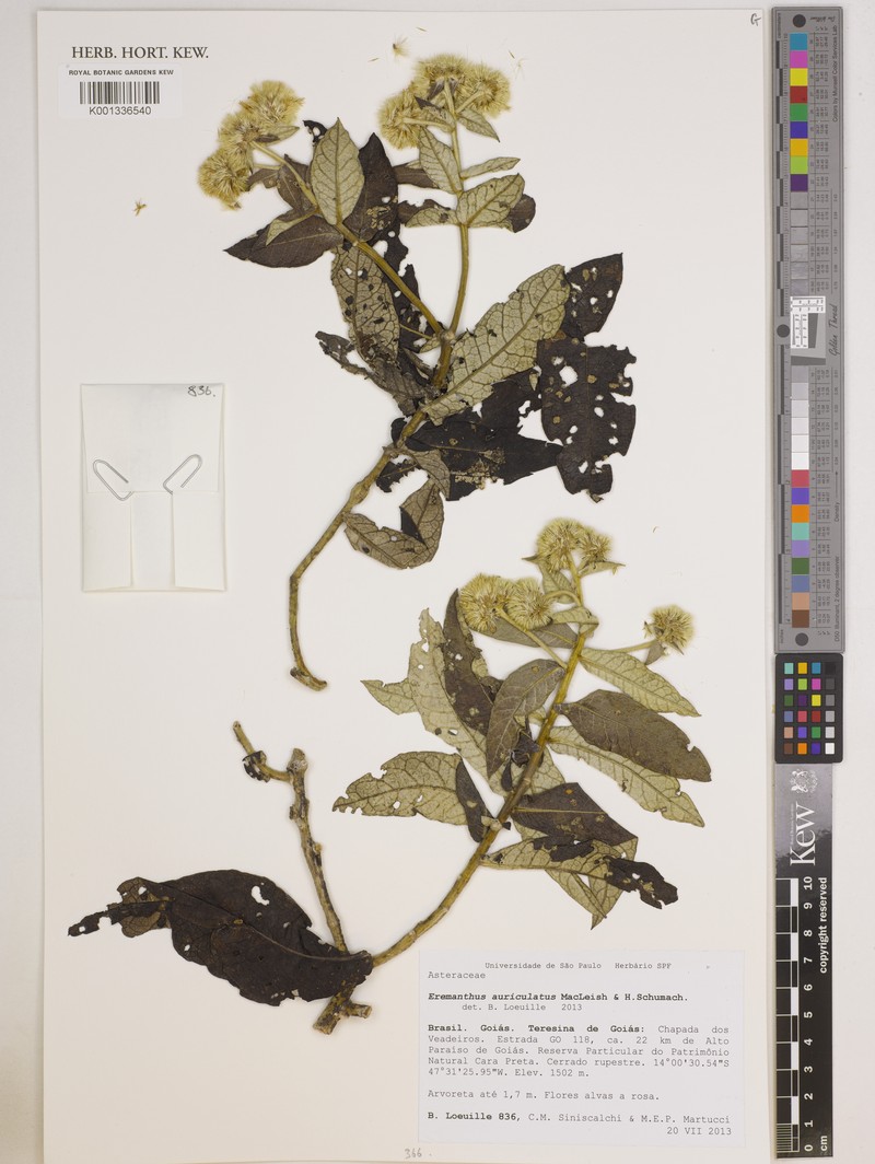 Eremanthus auriculatus
