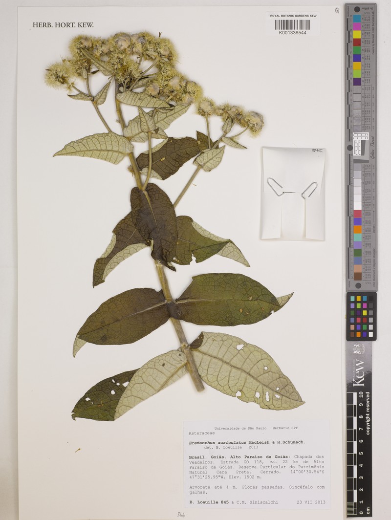 Eremanthus auriculatus photo 2