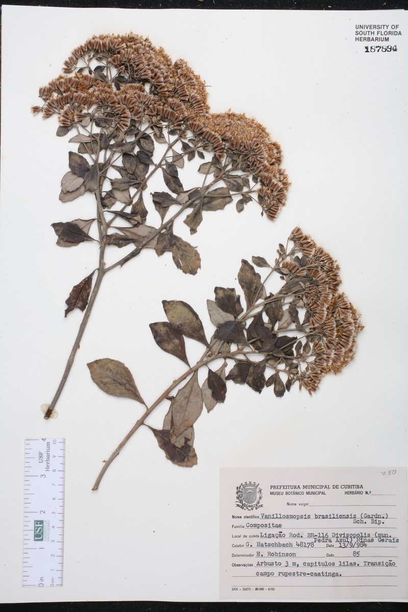 Eremanthus brasiliensis