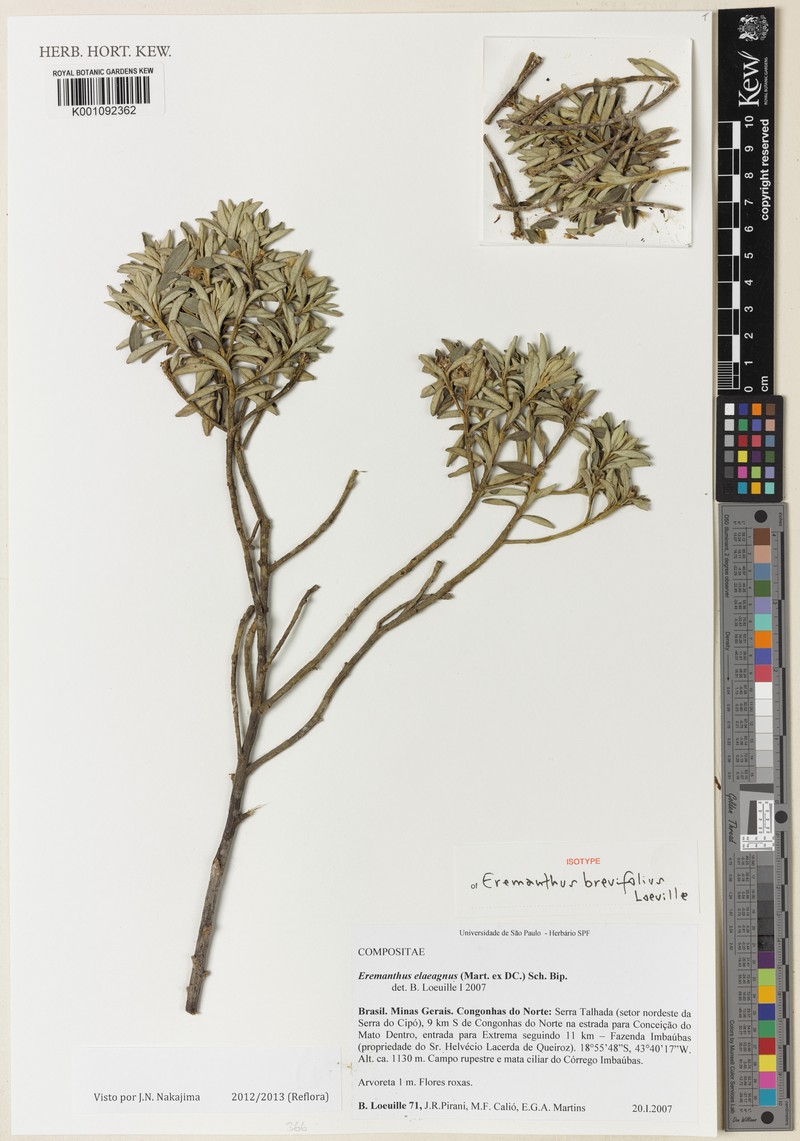 Eremanthus brevifolius