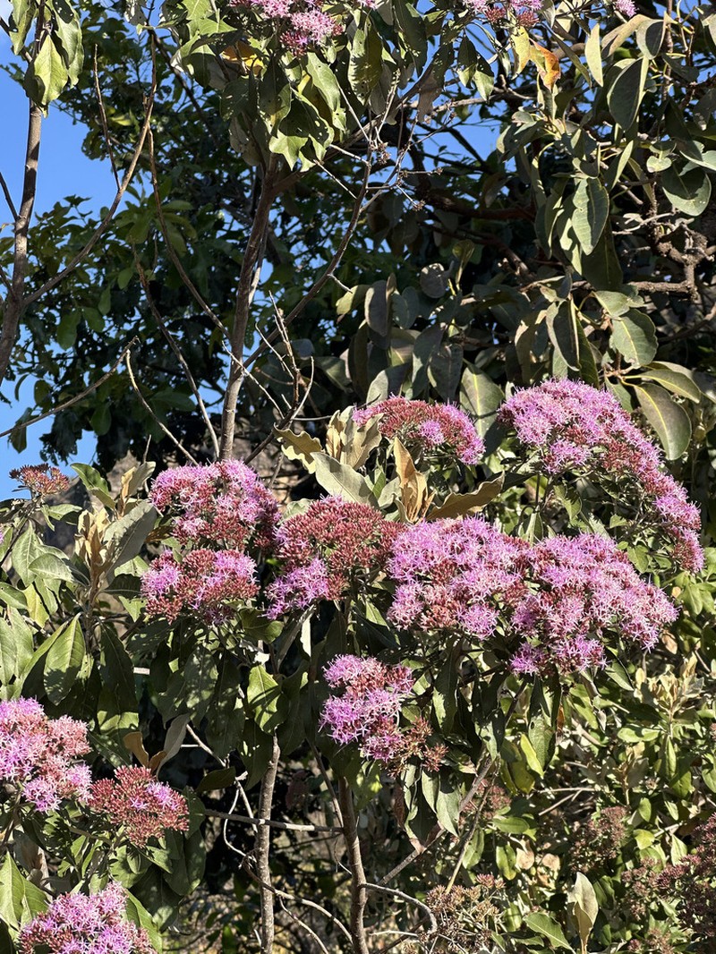 Eremanthus capitatus