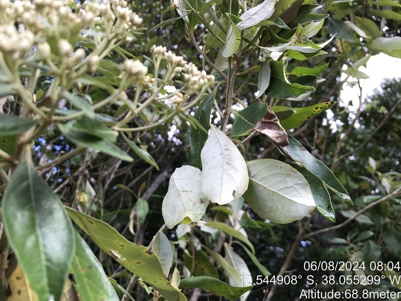 Eremanthus capitatus photo 2