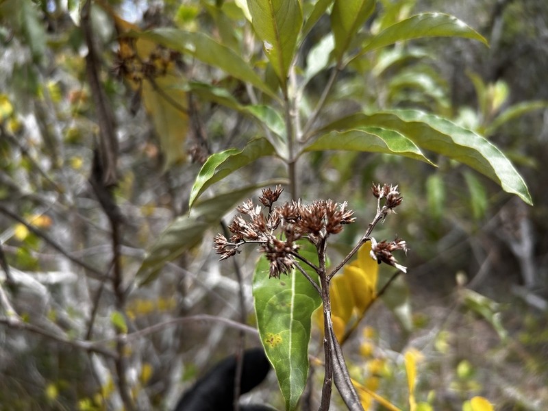 Eremanthus capitatus photo 3