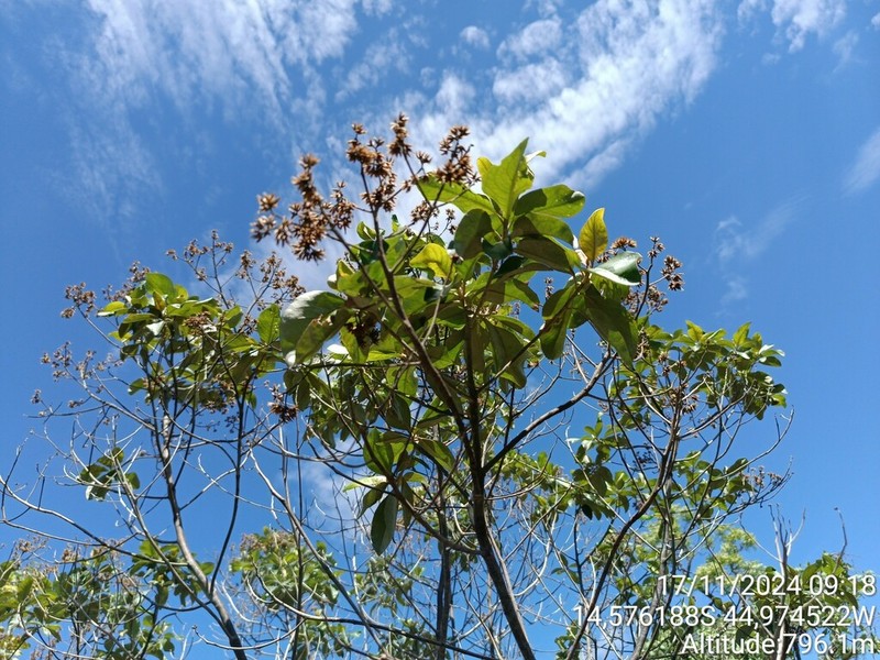 Eremanthus capitatus photo 4