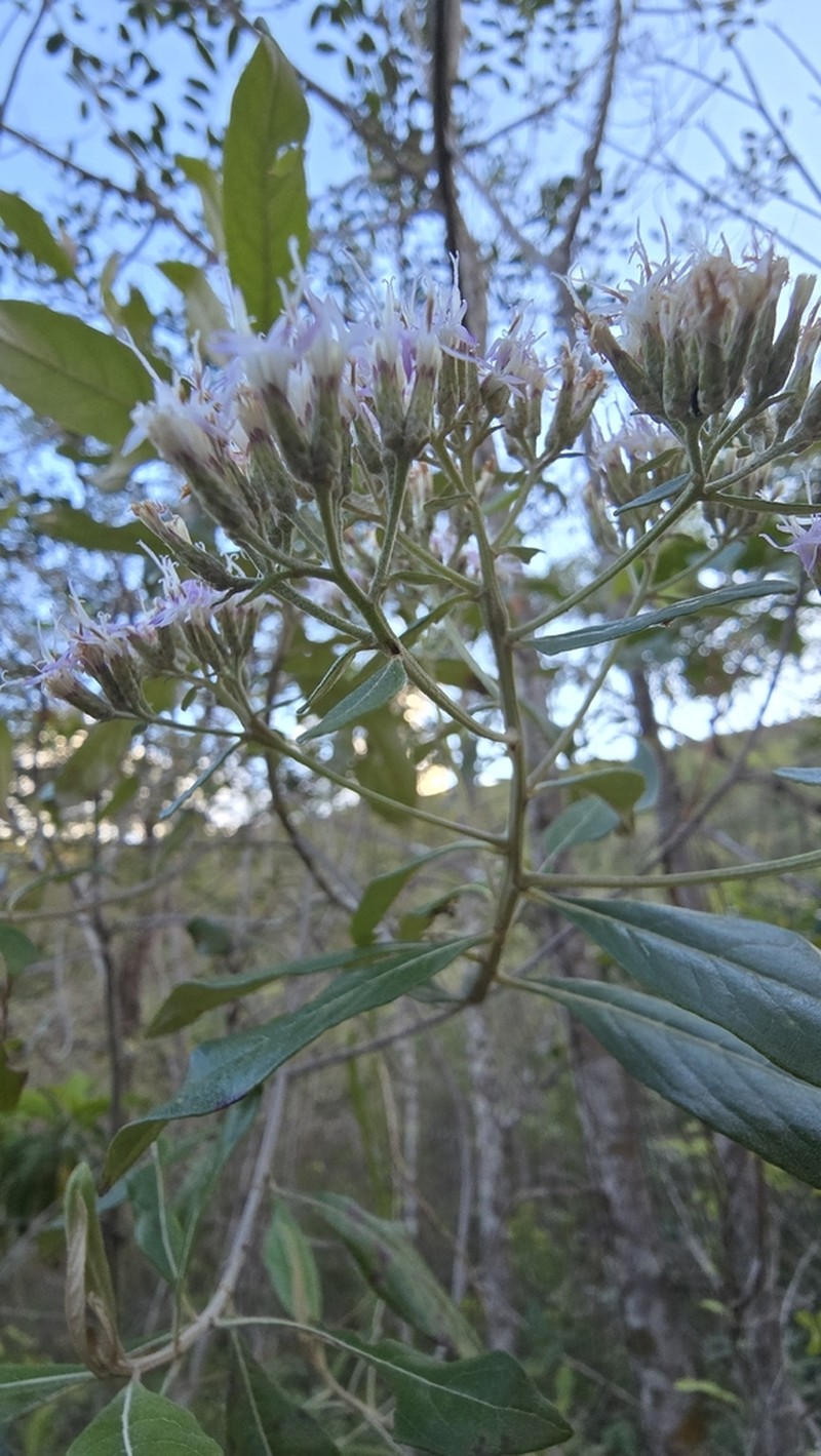 Eremanthus capitatus photo 5