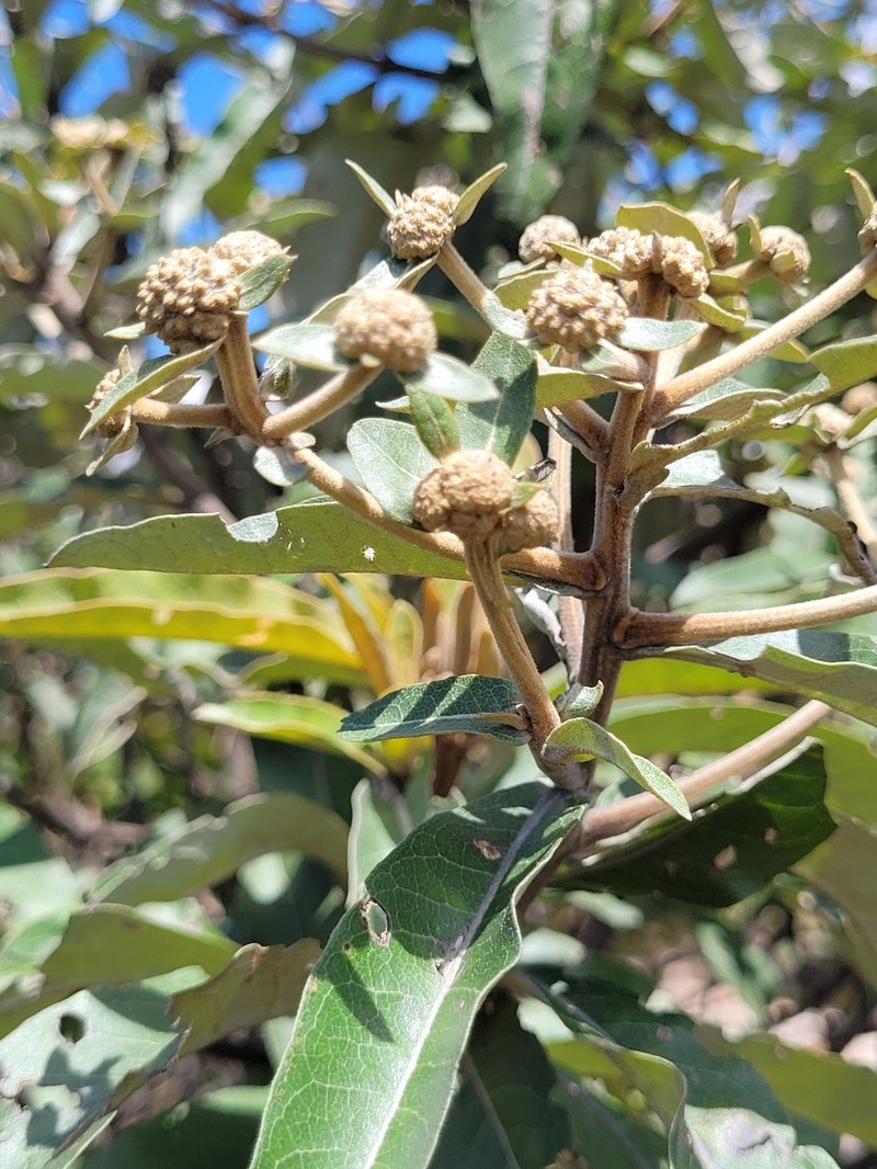 Eremanthus cinctus photo 2