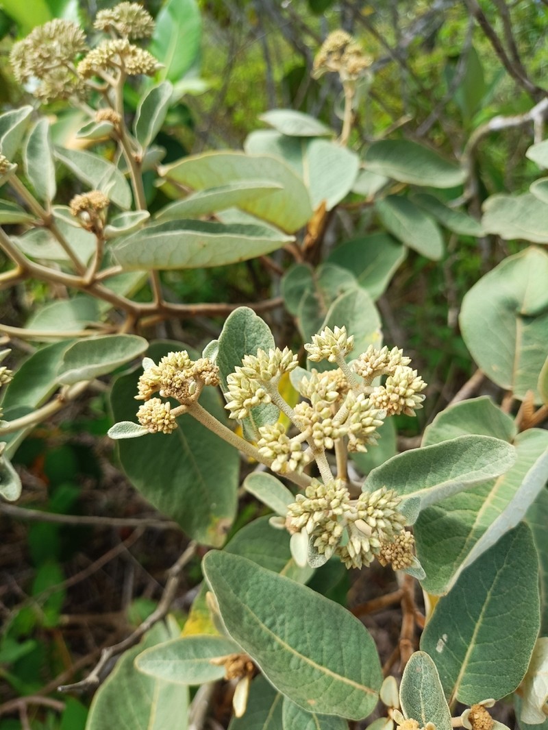Eremanthus crotonoides photo 2