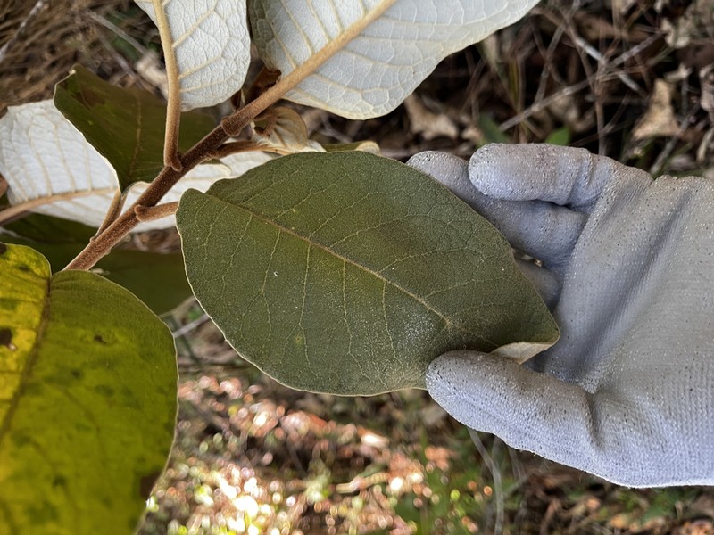 Eremanthus crotonoides photo 3