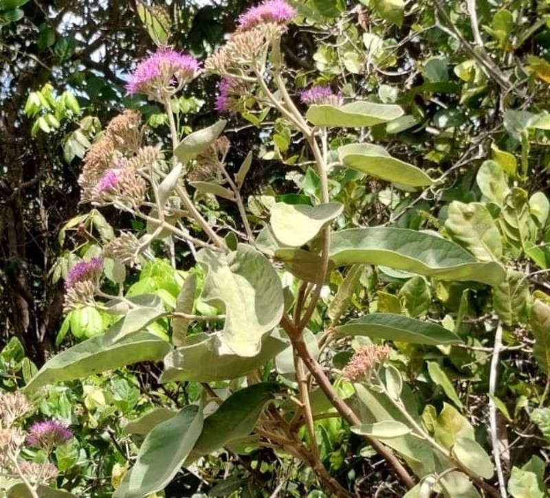 Eremanthus crotonoides photo 4