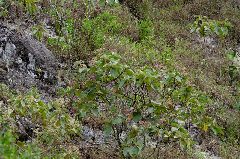 Eremanthus crotonoides photo 5