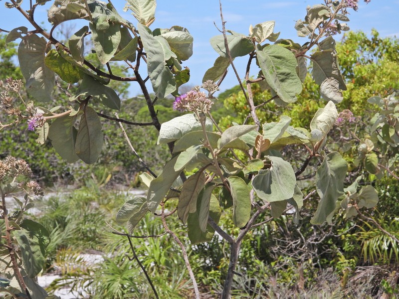 Eremanthus crotonoides photo 6