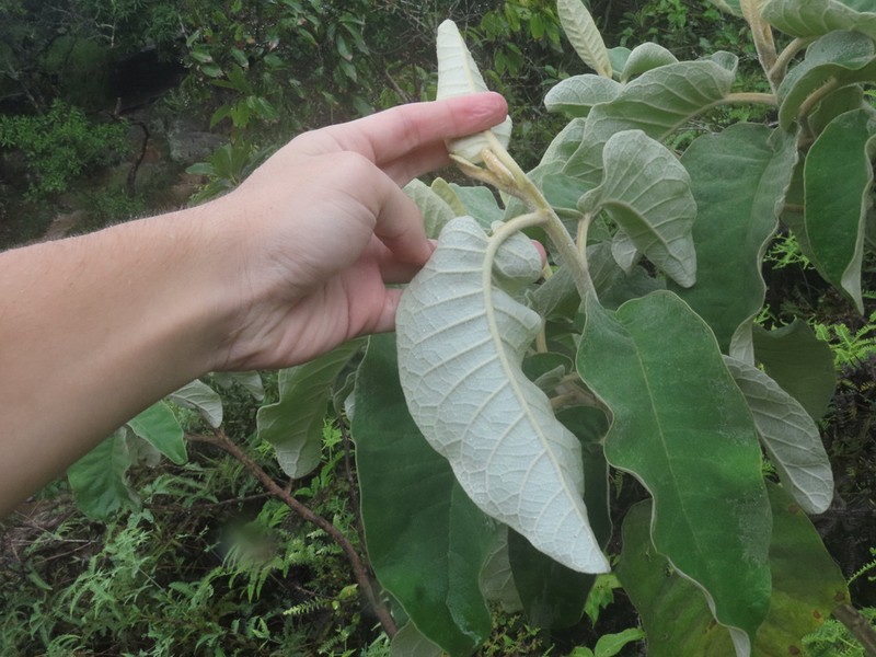 Eremanthus crotonoides photo 7