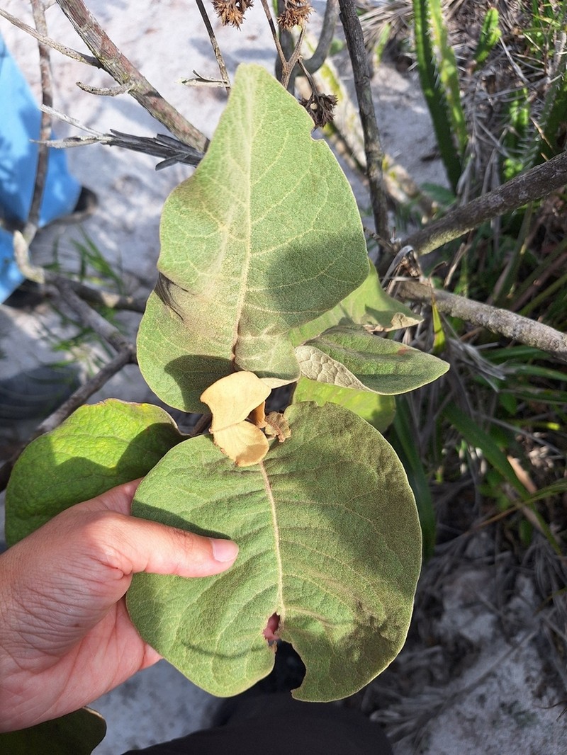 Eremanthus crotonoides photo 8