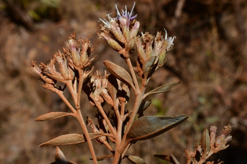 Eremanthus elaeagnus