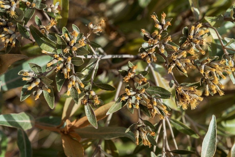 Eremanthus elaeagnus photo 2