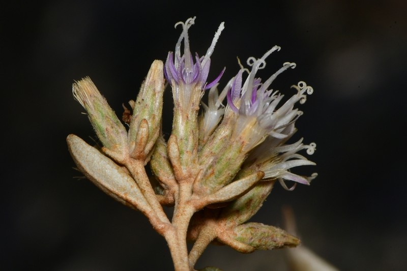 Eremanthus elaeagnus photo 3